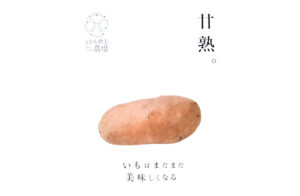 十勝産一冬越しのメークイン